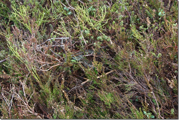 Drammensmarka-09-100509 006