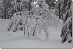 Drammensmarka-220110 012