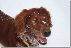 Drammensmarka-220110 043