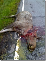 elg a2 - 20100626-solihøgda