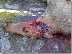 elg a3-20100626-wsolihøda