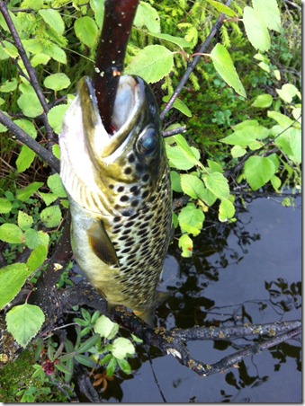 &Oslash;rretposering 1